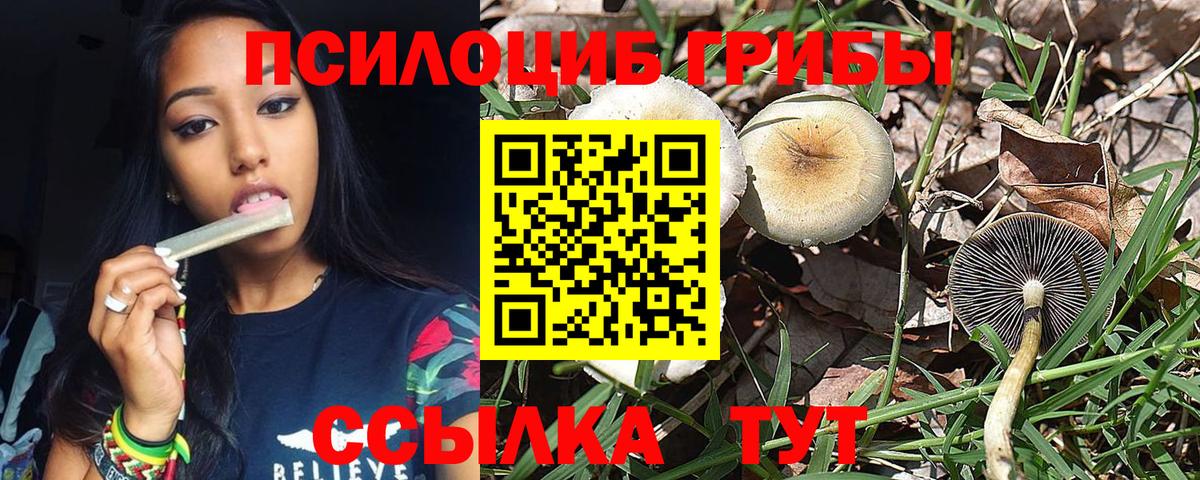 Псилоцибиновые грибы Psilocybine cubensis Мытищи